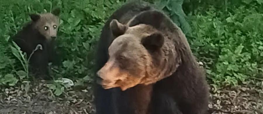 Ursoaică cu pui semnalată în zona acumulării Strâmtori–Firiza