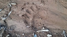 Inspectoratul de Jandarmi Județean Maramureș : urme proaspete de urs în zona Cavnic