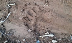 Inspectoratul de Jandarmi Județean Maramureș : urme proaspete de urs în zona Cavnic