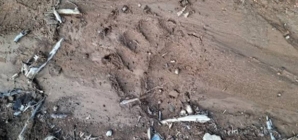 Inspectoratul de Jandarmi Județean Maramureș : urme proaspete de urs în zona Cavnic