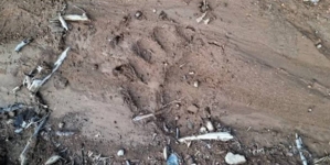 Inspectoratul de Jandarmi Județean Maramureș : urme proaspete de urs în zona Cavnic