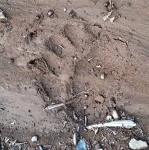 Inspectoratul de Jandarmi Județean Maramureș : urme proaspete de urs în zona Cavnic
