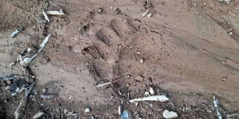 Inspectoratul de Jandarmi Județean Maramureș : urme proaspete de urs în zona Cavnic