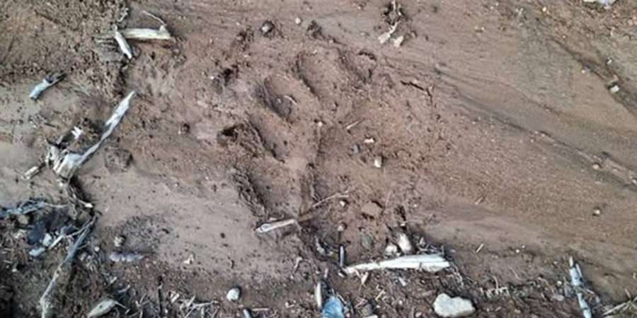 Inspectoratul de Jandarmi Județean Maramureș : urme proaspete de urs în zona Cavnic