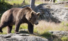 Inspectoratul de Jandarmi Județean Maramureș a emis o atenționare