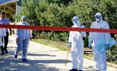 Satu Mare în alertă sanitar-veterinară, după un focar de pestă porcină africană