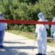 Satu Mare în alertă sanitar-veterinară, după un focar de pestă porcină africană
