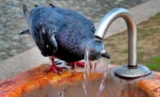 Maramureșul sub cod portocaliu de caniculă