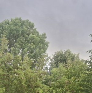 Cod galben de instabilitate atmosferică în Maramureș
