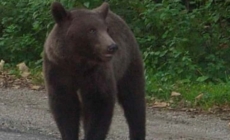 A fost semnalată prezența unui urs în Strâmtura