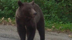 A fost semnalată prezența unui urs în Strâmtura