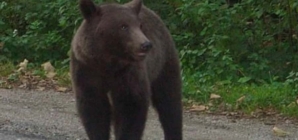 A fost semnalată prezența unui urs în Strâmtura