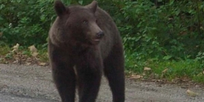 A fost semnalată prezența unui urs în Strâmtura