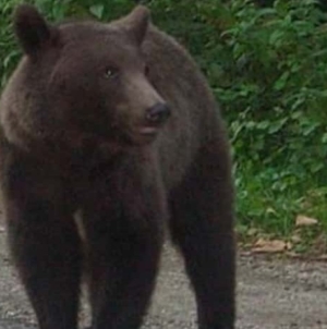 A fost semnalată prezența unui urs în Strâmtura