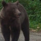 A fost semnalată prezența unui urs în Strâmtura
