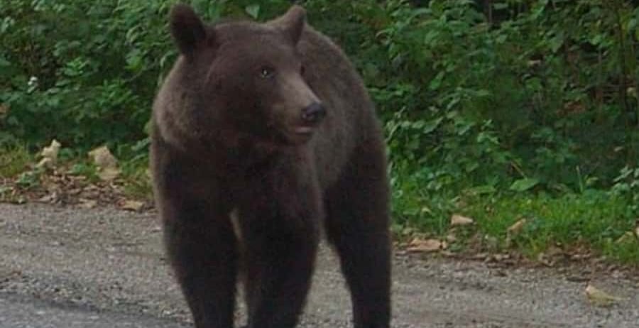 A fost semnalată prezența unui urs în Strâmtura
