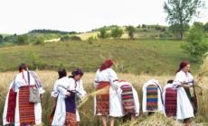 Tradiția secerișului renaște la Suciu de Sus, printr-o nouă ediție a „Clăcii de secerat”