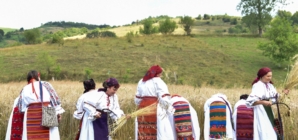 Tradiția secerișului renaște la Suciu de Sus, printr-o nouă ediție a „Clăcii de secerat”