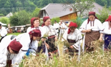 Clacă de secerat la Suciu de Sus: O zi în care munca s-a împletit cu bucuria de a fi împreună