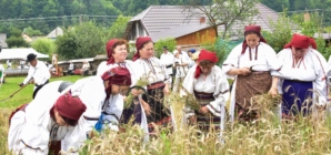 Clacă de secerat la Suciu de Sus: O zi în care munca s-a împletit cu bucuria de a fi împreună