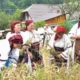 Clacă de secerat la Suciu de Sus: O zi în care munca s-a împletit cu bucuria de a fi împreună