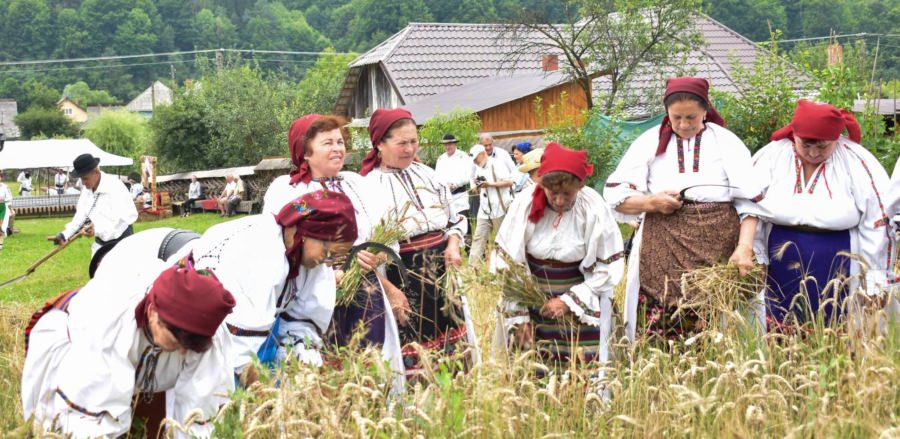 Clacă de secerat la Suciu de Sus: O zi în care munca s-a împletit cu bucuria de a fi împreună