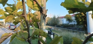 Prognoza meteo Maramureș, miercuri 29 iulie 2026