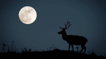 În această seară, Luna Plină va domina cerul de vară