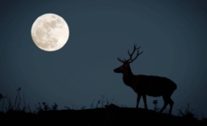 În această seară, Luna Plină va domina cerul de vară