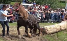 Maramureșul introduce reguli mai stricte pentru expozițiile de animale și probele de tracțiune