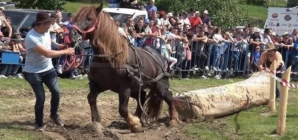 Maramureșul introduce reguli mai stricte pentru expozițiile de animale și probele de tracțiune