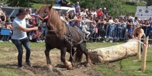 Maramureșul introduce reguli mai stricte pentru expozițiile de animale și probele de tracțiune