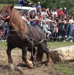 Maramureșul introduce reguli mai stricte pentru expozițiile de animale și probele de tracțiune