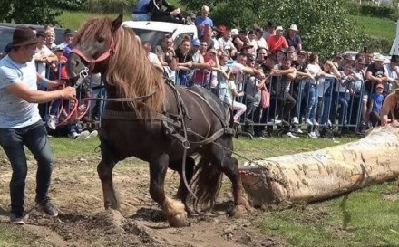 Maramureșul introduce reguli mai stricte pentru expozițiile de animale și probele de tracțiune