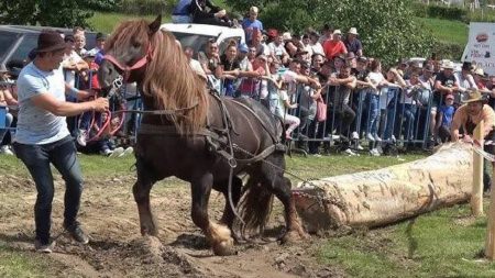 Maramureșul introduce reguli mai stricte pentru expozițiile de animale și probele de tracțiune