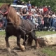 Maramureșul introduce reguli mai stricte pentru expozițiile de animale și probele de tracțiune