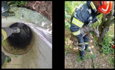 Pui de căprioară salvat dintr-o fântână de pompierii din Fărcașa