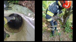 Pui de căprioară salvat dintr-o fântână de pompierii din Fărcașa