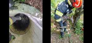 Pui de căprioară salvat dintr-o fântână de pompierii din Fărcașa