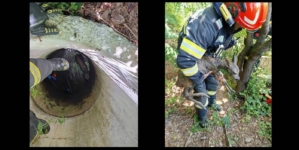 Pui de căprioară salvat dintr-o fântână de pompierii din Fărcașa