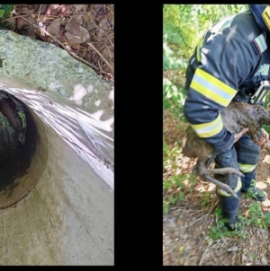 Pui de căprioară salvat dintr-o fântână de pompierii din Fărcașa