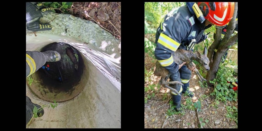 Pui de căprioară salvat dintr-o fântână de pompierii din Fărcașa