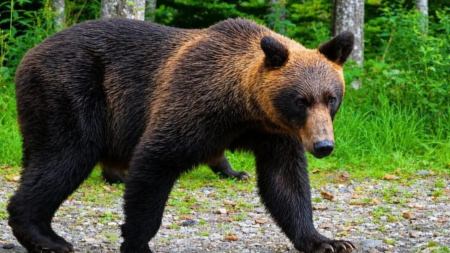 Urs semnalat la Copalnic Mănăștur, în zona unei stâne. A fost transmis mesaj RO-ALERT
