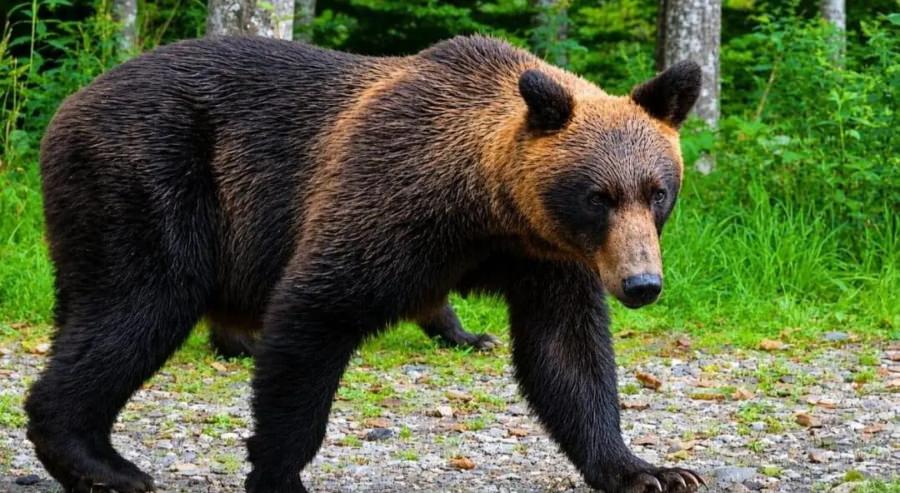 Urs semnalat pe Valea Usturoiului din Baia Mare