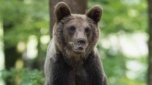 Trei urși semnalați pe Valea Usturoiului din Baia Mare. A fost emis mesaj RO-ALERT