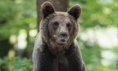 Trei urși semnalați pe Valea Usturoiului din Baia Mare. A fost emis mesaj RO-ALERT