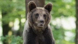 Trei urși semnalați pe Valea Usturoiului din Baia Mare. A fost emis mesaj RO-ALERT