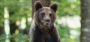 Trei urși semnalați pe Valea Usturoiului din Baia Mare. A fost emis mesaj RO-ALERT