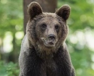 Trei urși semnalați pe Valea Usturoiului din Baia Mare. A fost emis mesaj RO-ALERT