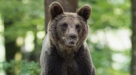Trei urși semnalați pe Valea Usturoiului din Baia Mare. A fost emis mesaj RO-ALERT